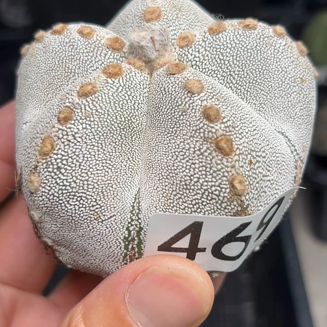 469 无根 六月 上盆 