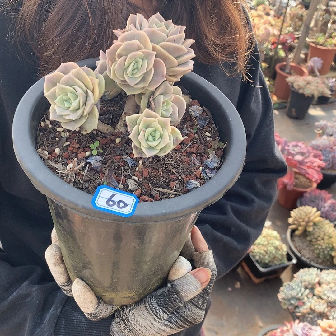 60可爱玫瑰 一物一拍多肉