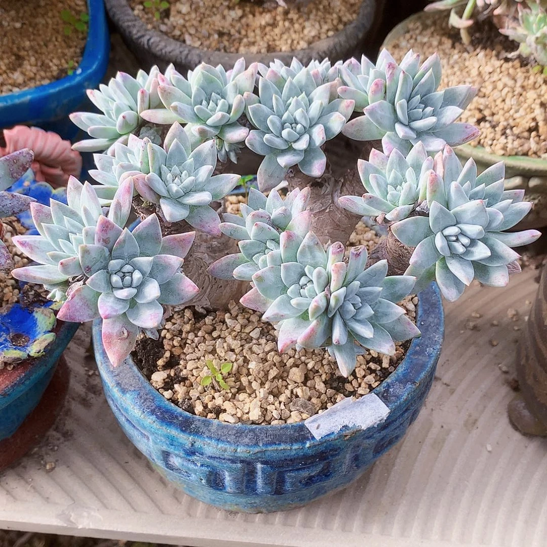 781流丹白毫杂交仙女杯多肉