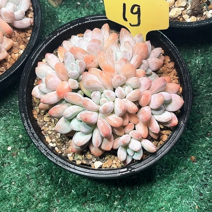 香水19号码牌子的话说