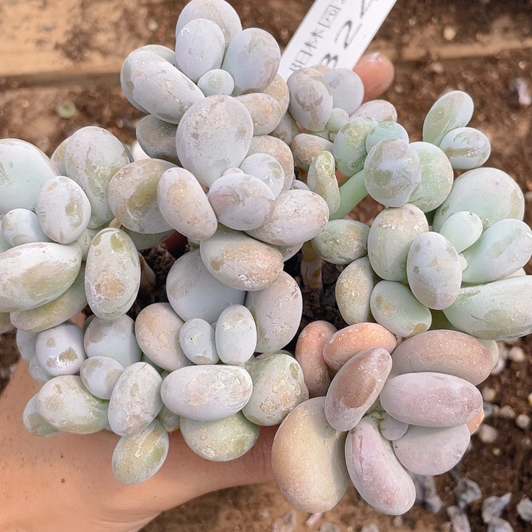 多肉植物多肉植物824