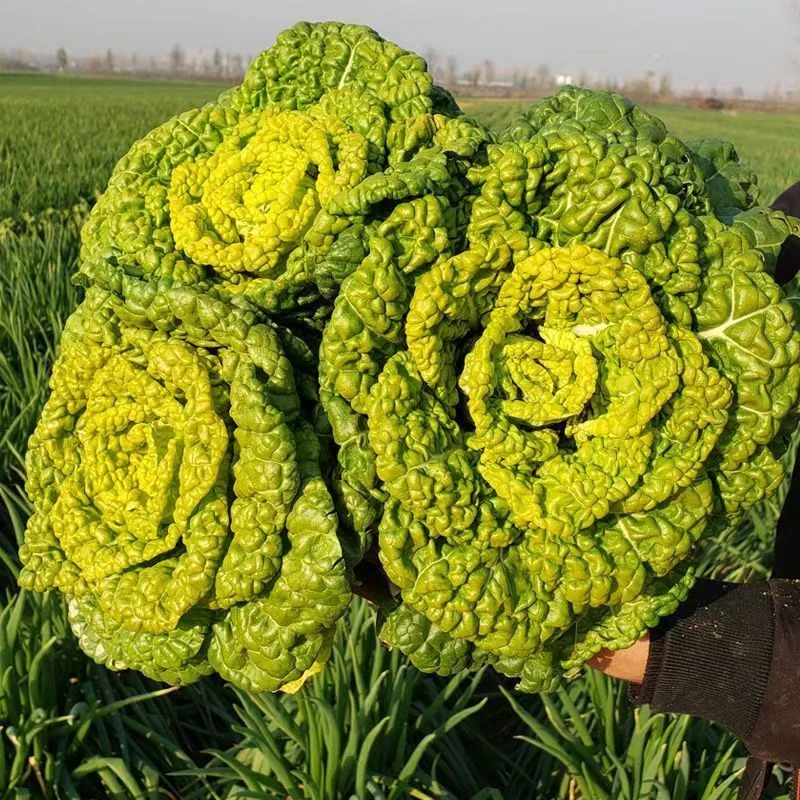 河南固始特产传心菜本地新泡泡菜青菜霜冻乌白菜乌塌菜