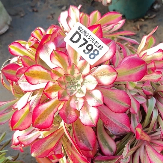 温***.多肉植物一个