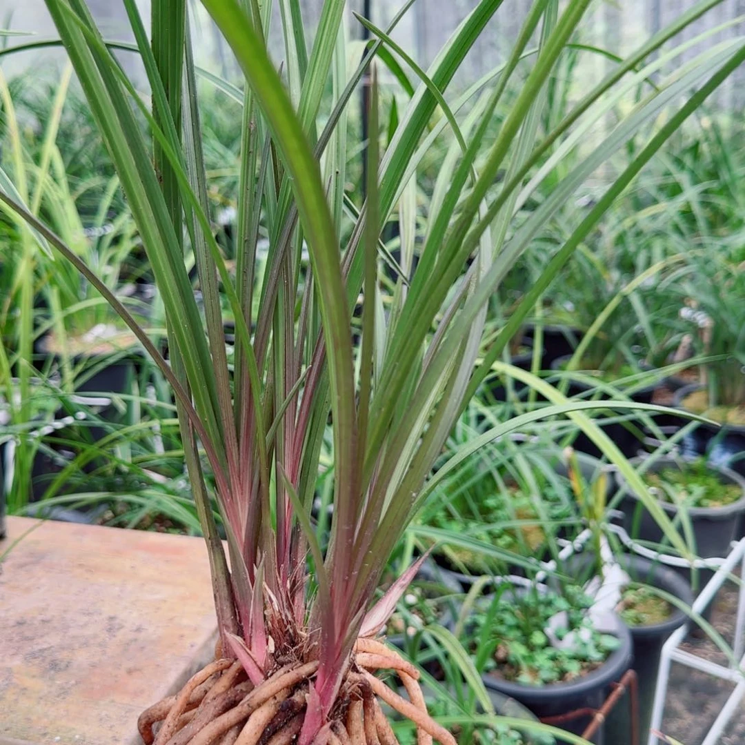 张***涛当前无花栽培后可以开花