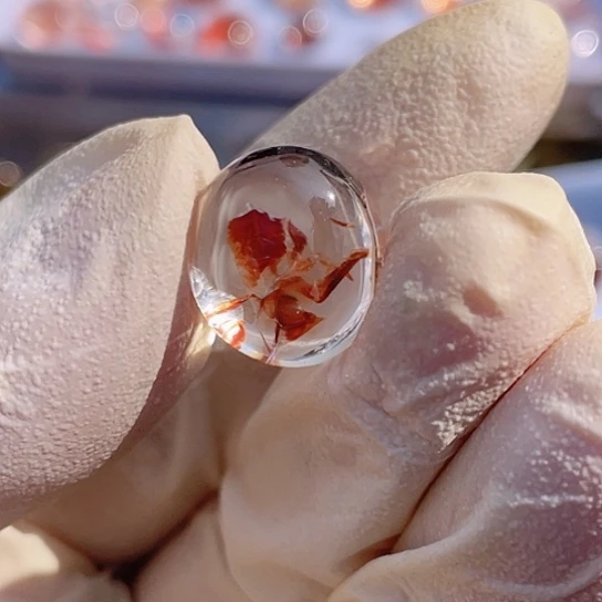 水晶红浇花未镶嵌?