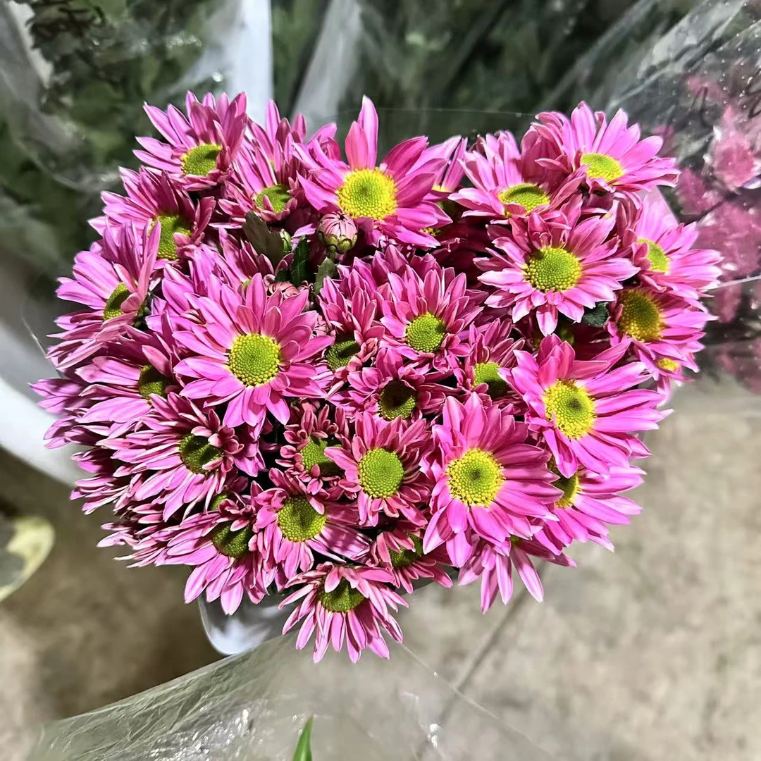 10枝薰衣草小雏菊  超长待机  【两单京东或顺丰包邮】云南鲜花直发