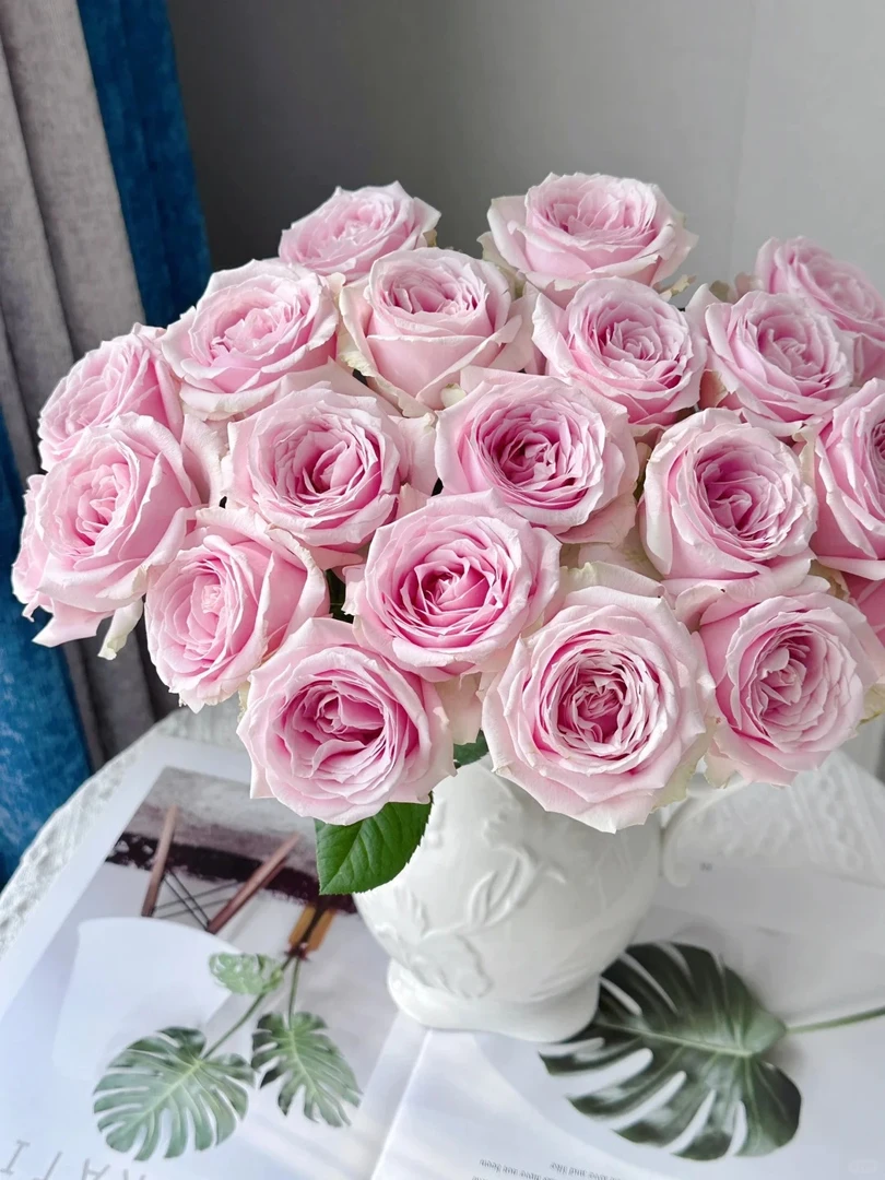 粉红雪山玫瑰 收到需醒花  揽收无法退