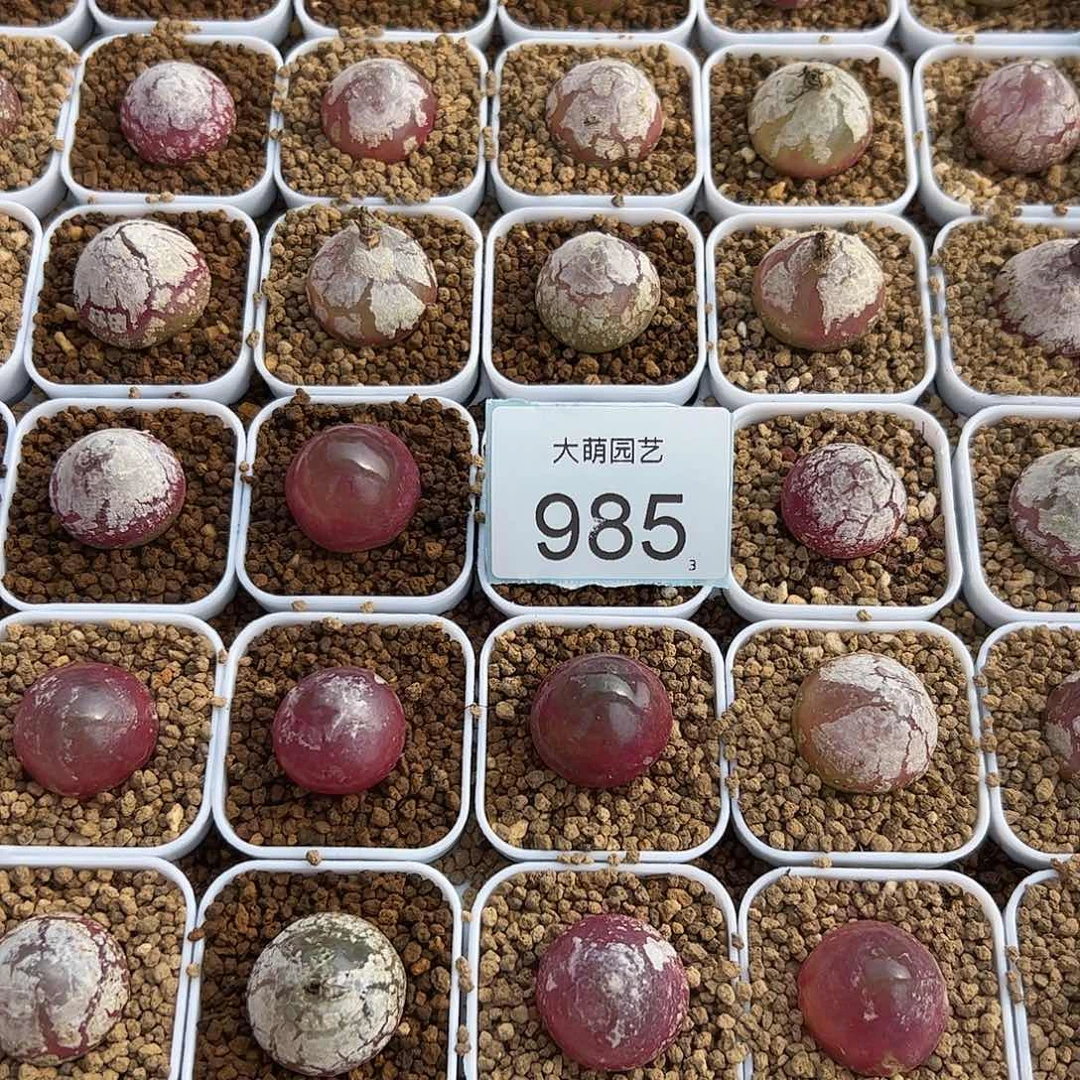 0000985量拍大灯泡2颗尺寸2.0上下脱土发