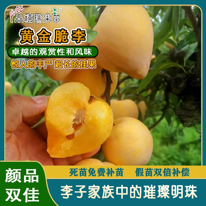 黄金脆李/露维娅樱桃李/兼具卓越观赏性、上佳风味与惊人丰产潜力