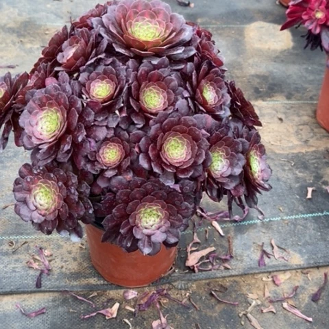 红桐中锦78多肉植物法师法师