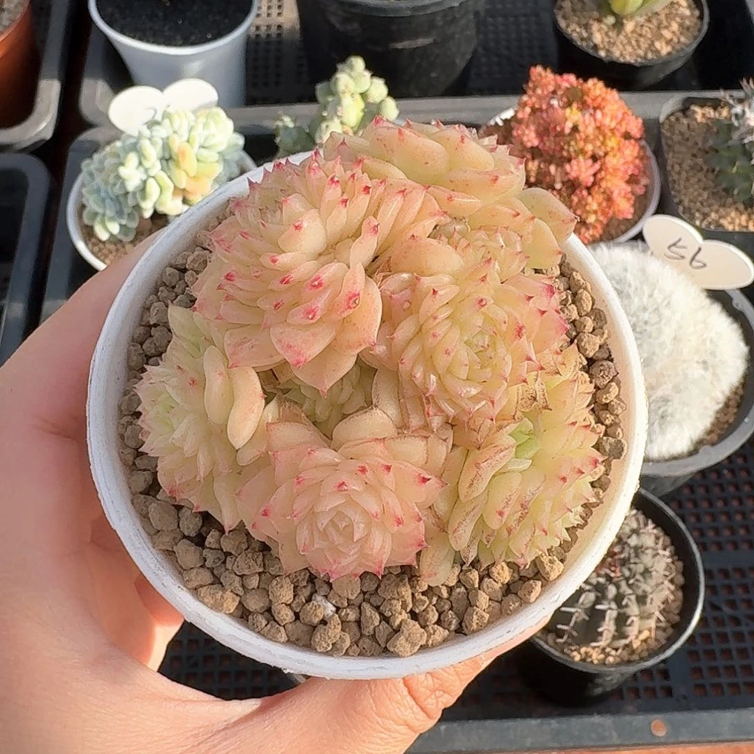 洛凝麦秆仙人球123
