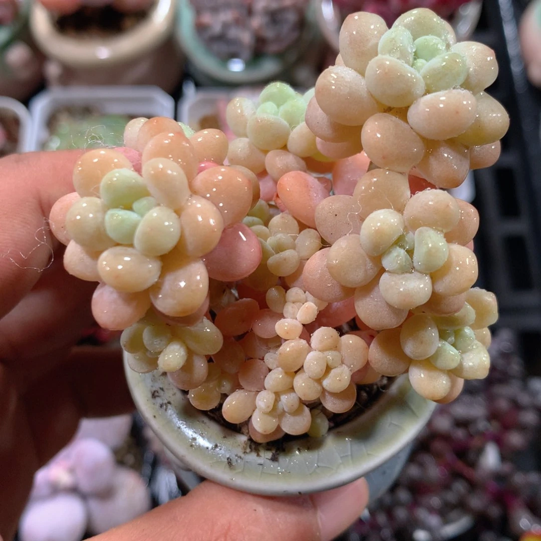 5CM拇指盆精控多肉ZL613