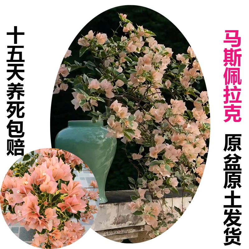 马斯佩拉克(三角梅)原生大苗四季开花老桩爬藤植物