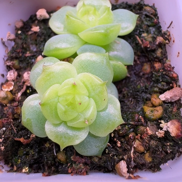 仙台珍妮双头福利