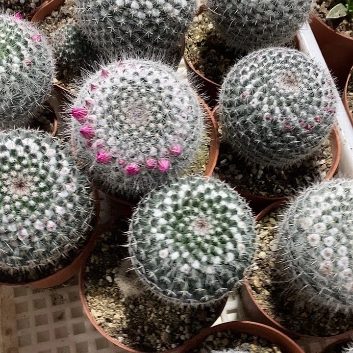 仙人球玉翁一棵实生