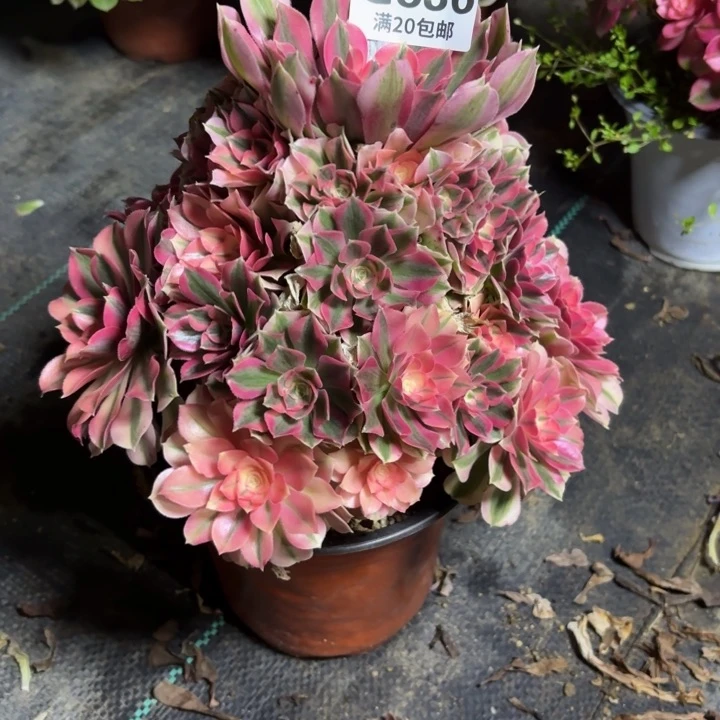 瑞妈一物一拍836