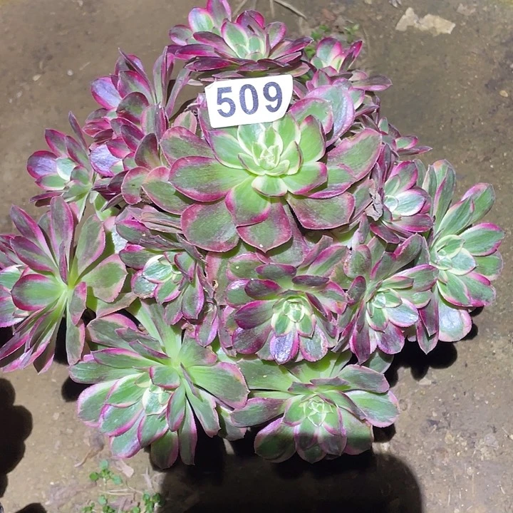 多肉植物断枝不包509云荷