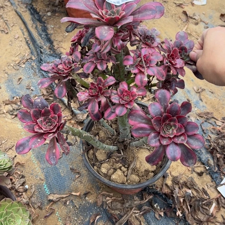 香奈尔多肉植物128.