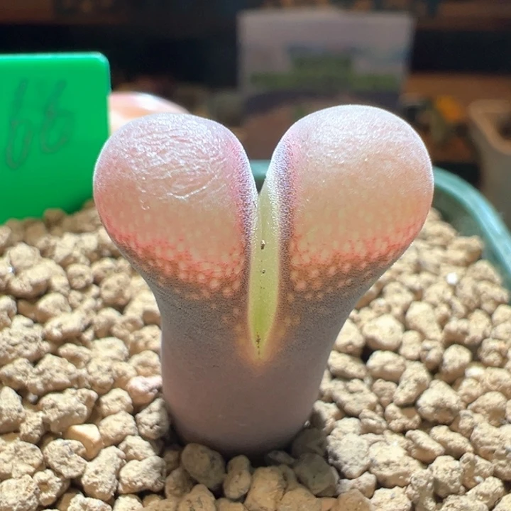 118。青蛙3年pv1089 鲑鱼粉。狂欢11。八五折后价