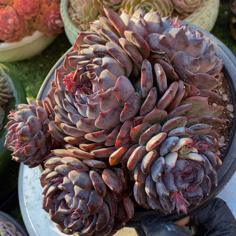 【闪购商品】右*边多肉植物