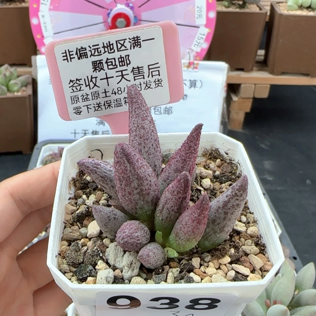 938猪尾巴多肉植物