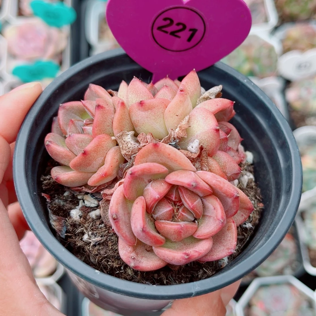 221号小老桩珍妮群