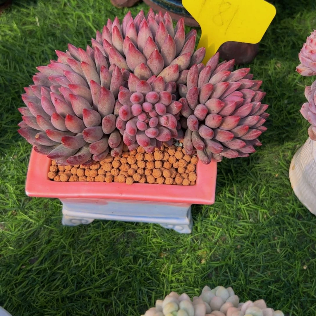 张***肉虞美人181号多肉