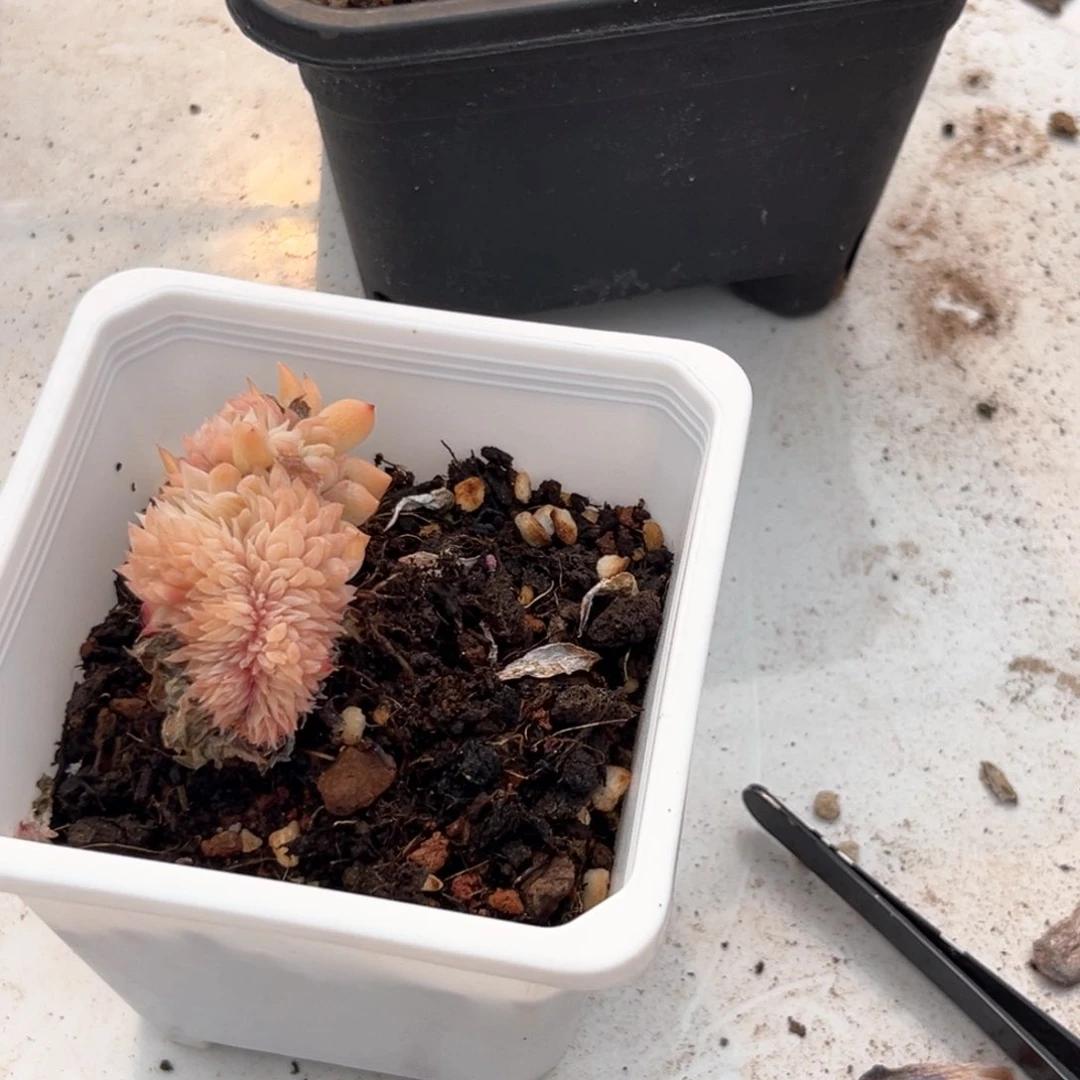 M*言冰魄缀化沐言专拍