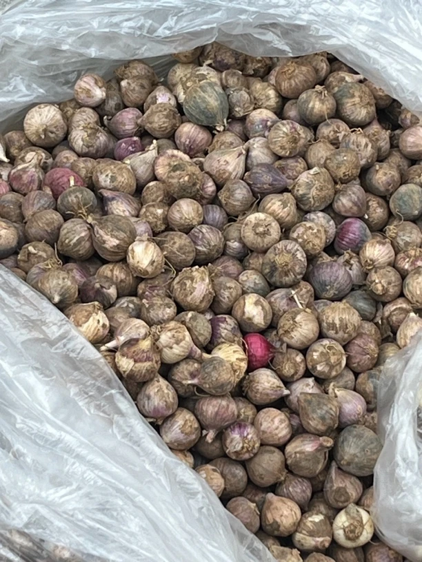 小蒜～花赶云南大集现收山货