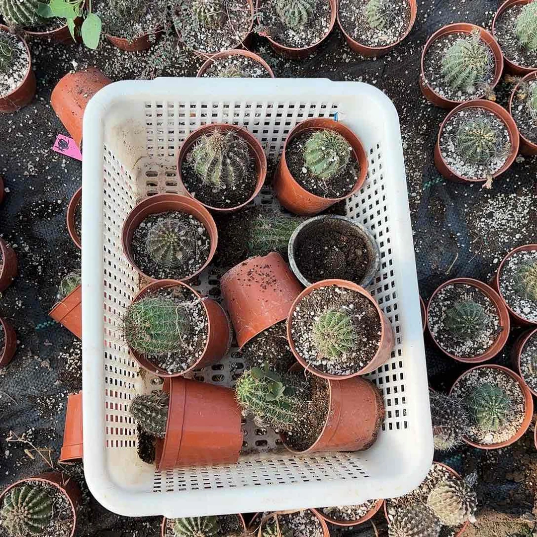 25 筐拍无售后瘦小瑕