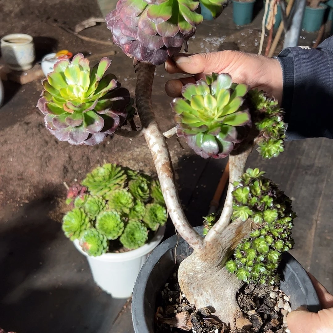 星***愿舞天姬缀化老桩朵朵