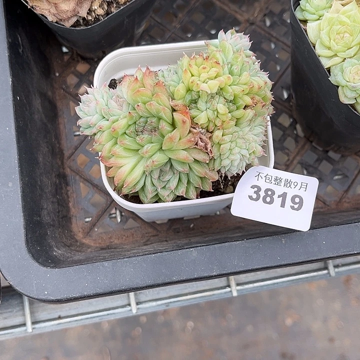 阿雅园艺。         3819麦秆