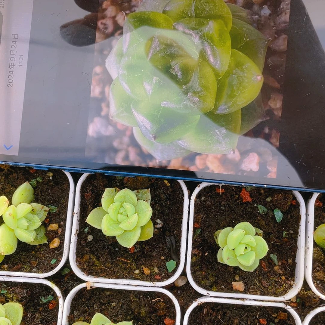 七喜中盆一个满25包邮