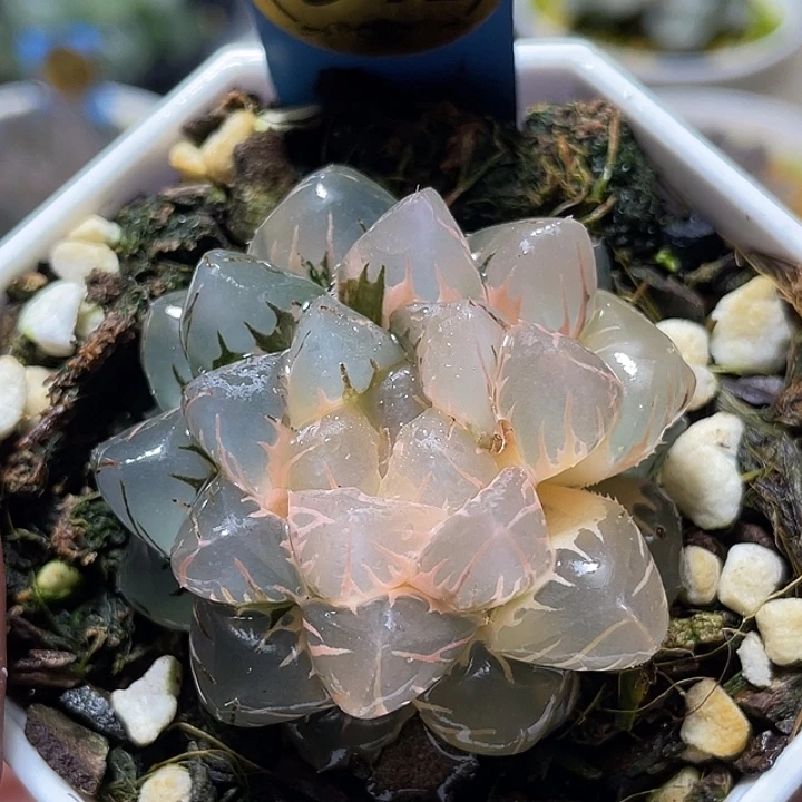 541糊斑水中月锦福利