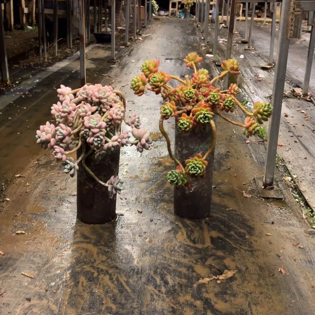 露养老桩洛神加盆加香格里拉加盆加物流费