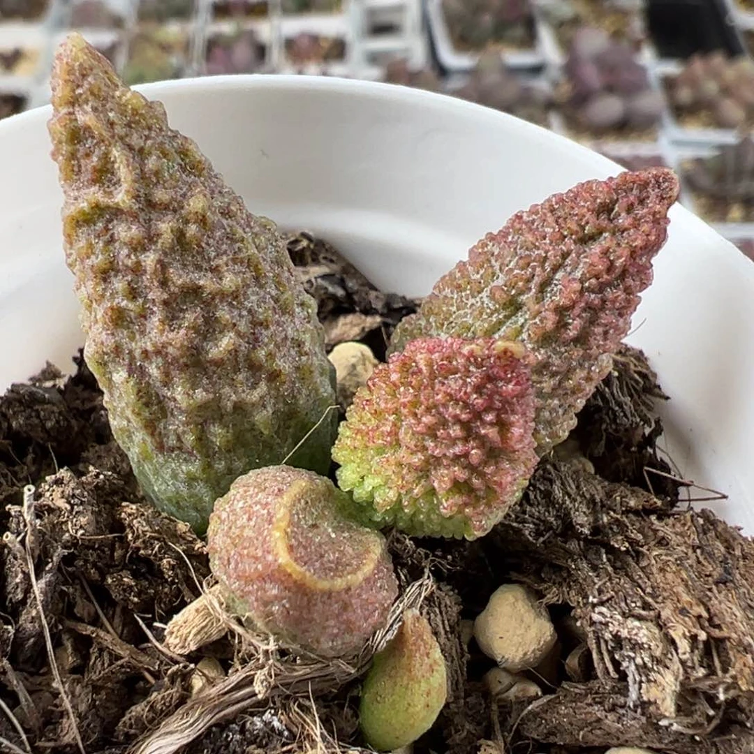 实生新品多肉植物水泡实生新品