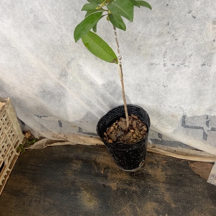 石***转天使2467777788823455