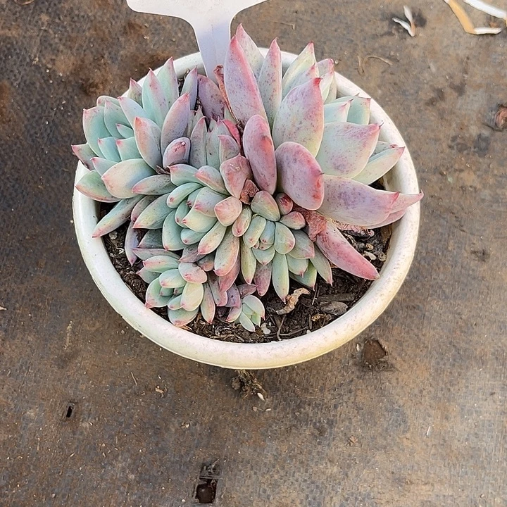 搁***忆000000000000000000285