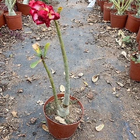 【闪购商品】糖**奶绿植