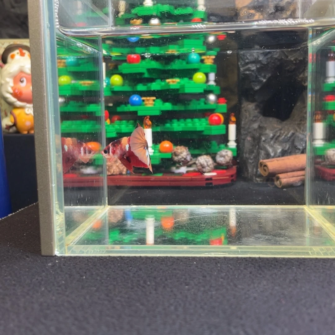 斗鱼竞价一月四日竞价