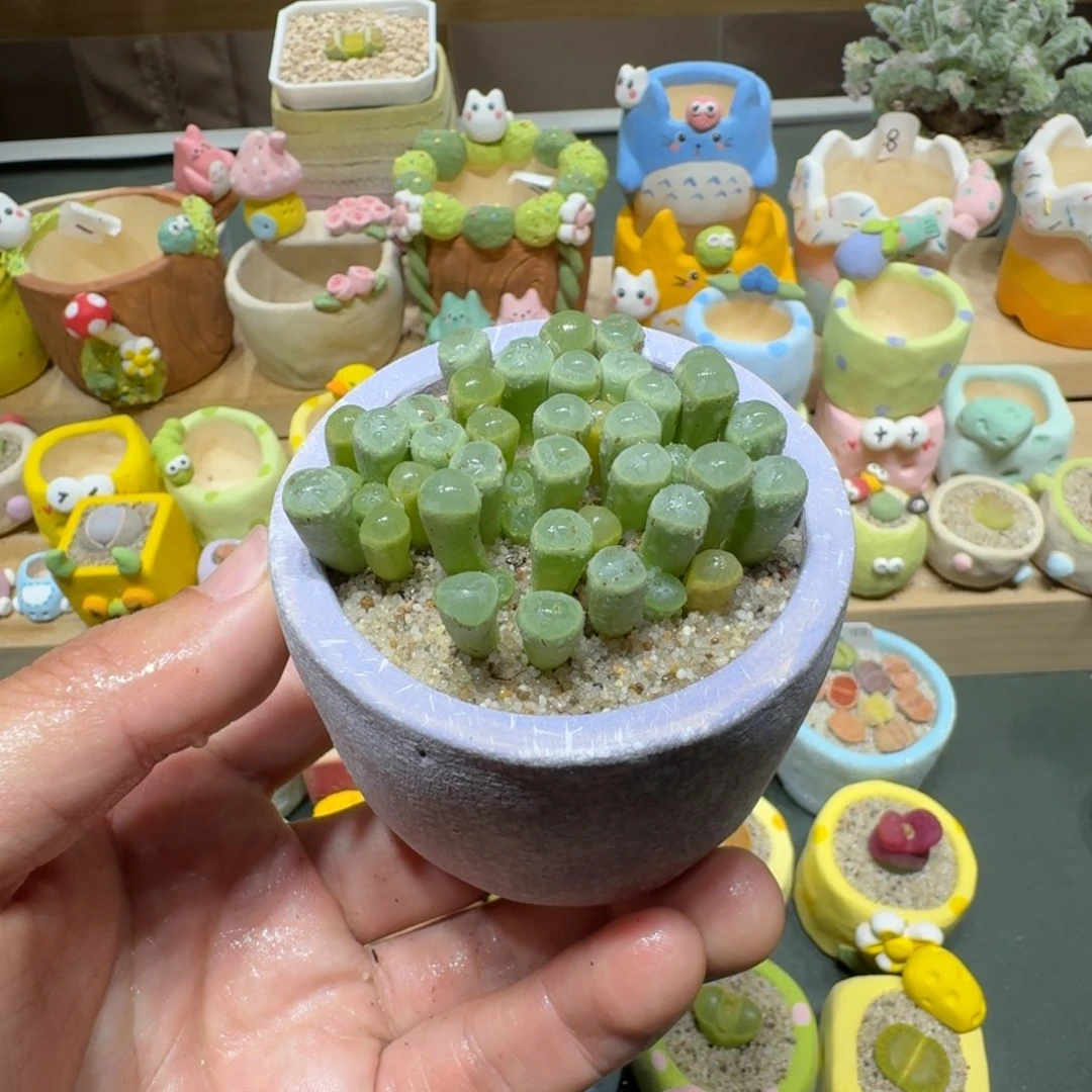 红陶蘑菇685五十铃玉