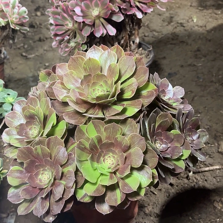 多肉植物花月夜69