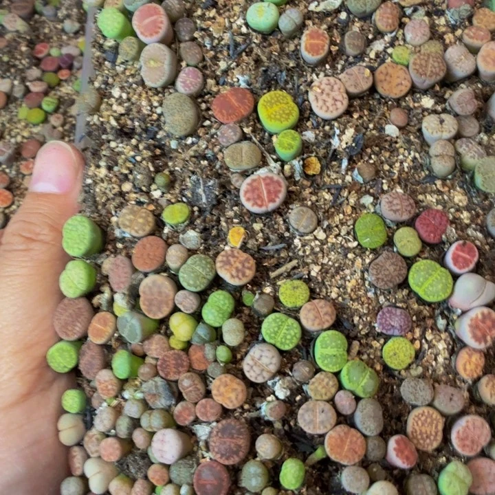 云**散多肉葡萄的品种也92