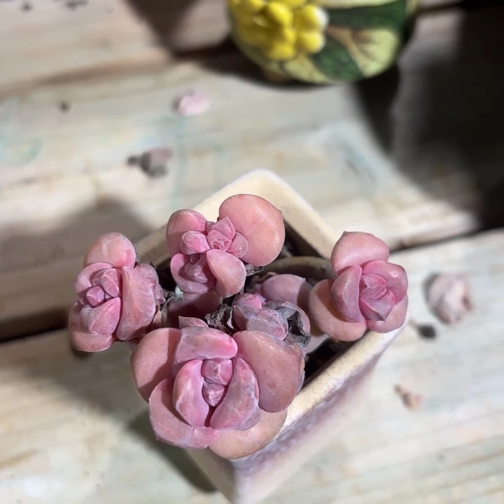 胭脂精品多肉彩虹糖012