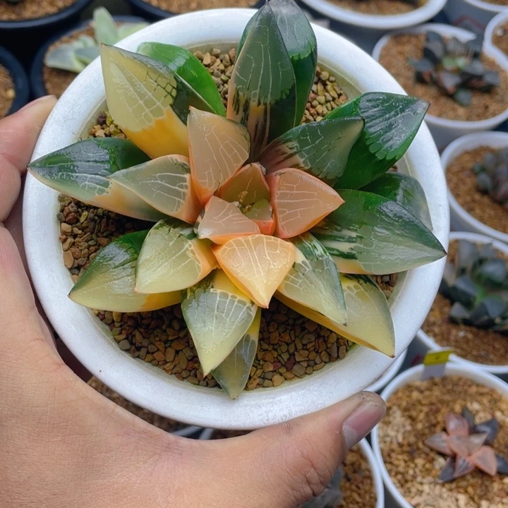 实生克锦母本糊斑趋势