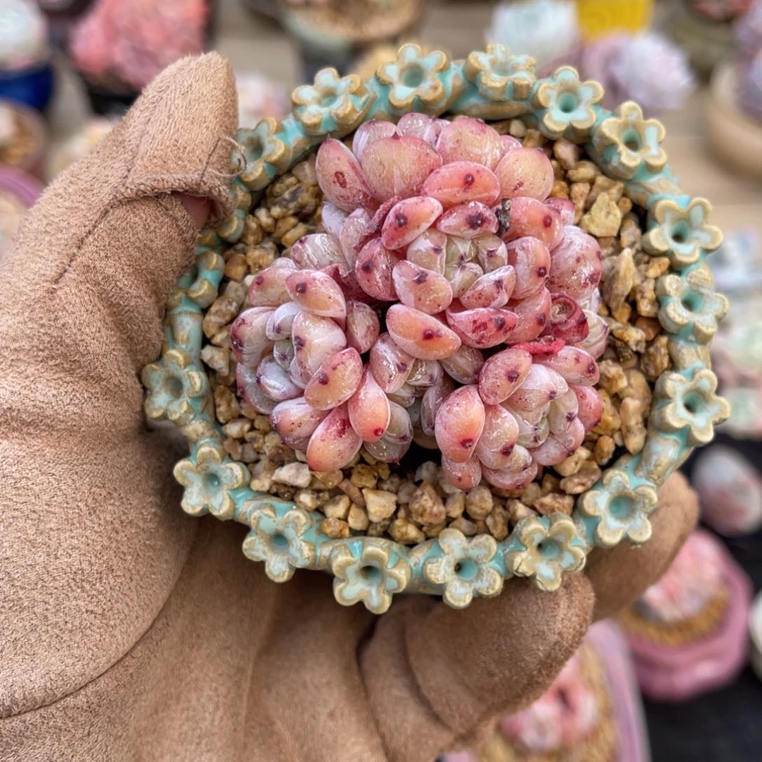 一物一拍不支持退换