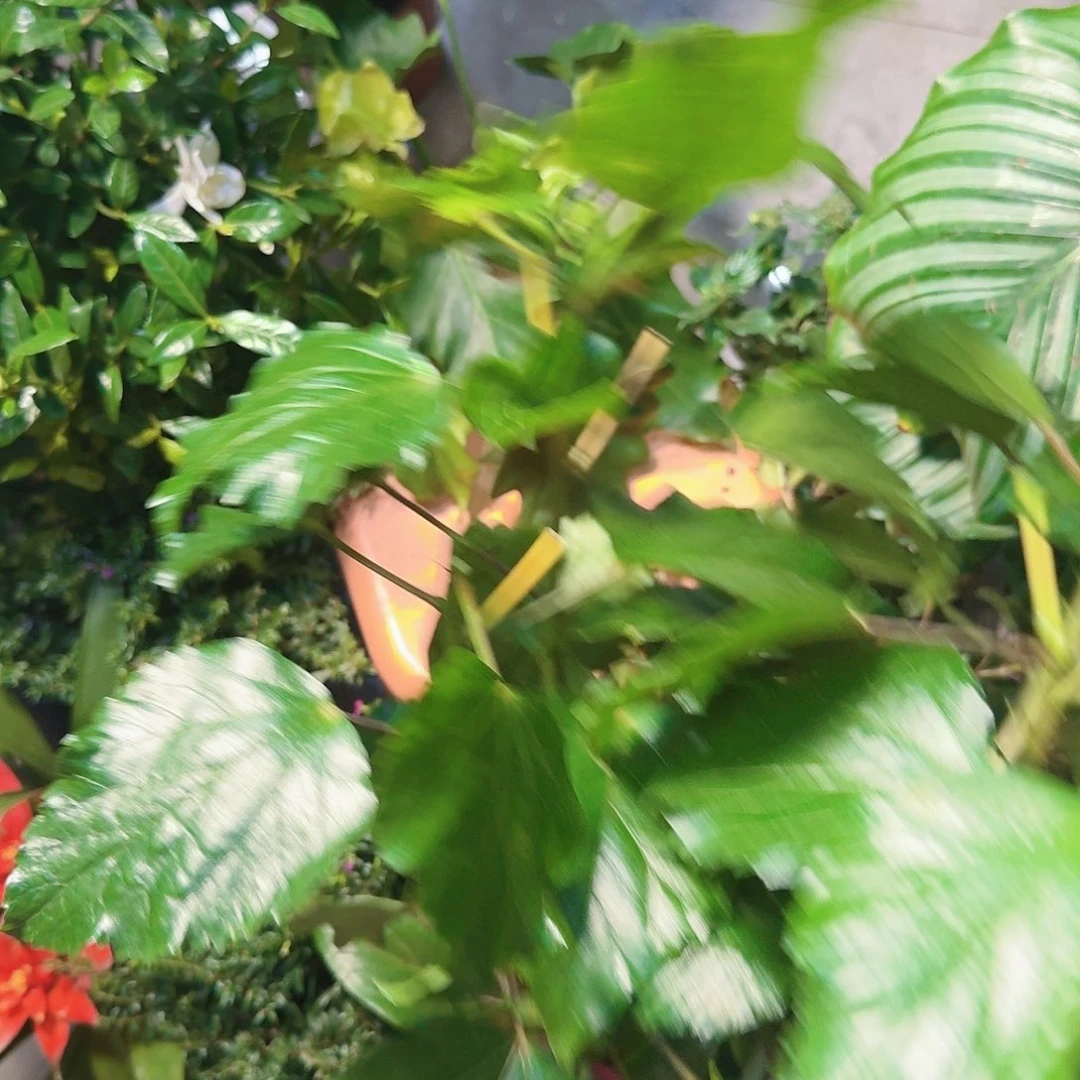 木槿花红黄粉随机发1盆全疆包邮