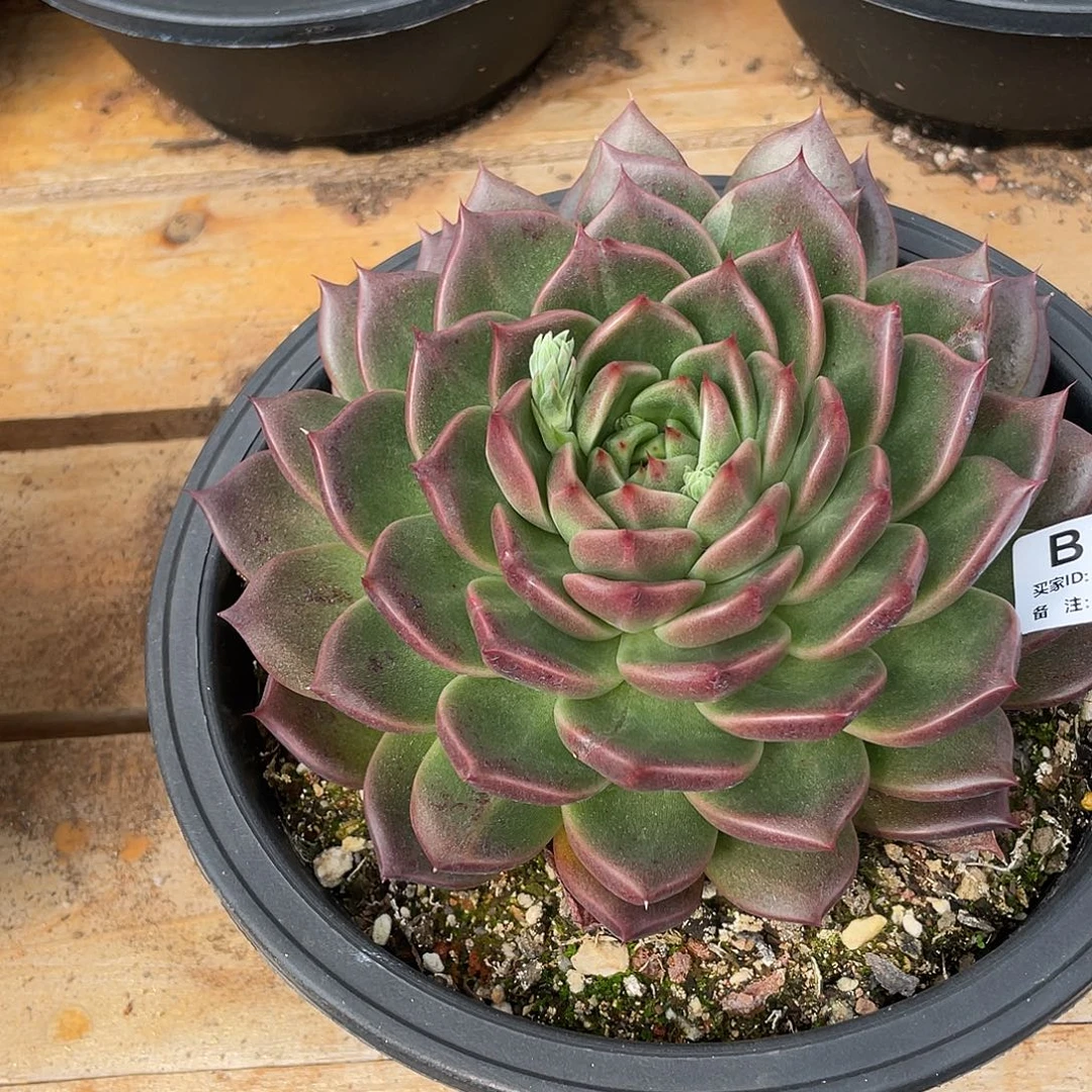 若如东云单拍B374