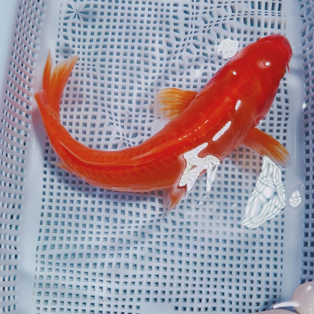 海水鱼锦鲤观赏鱼113