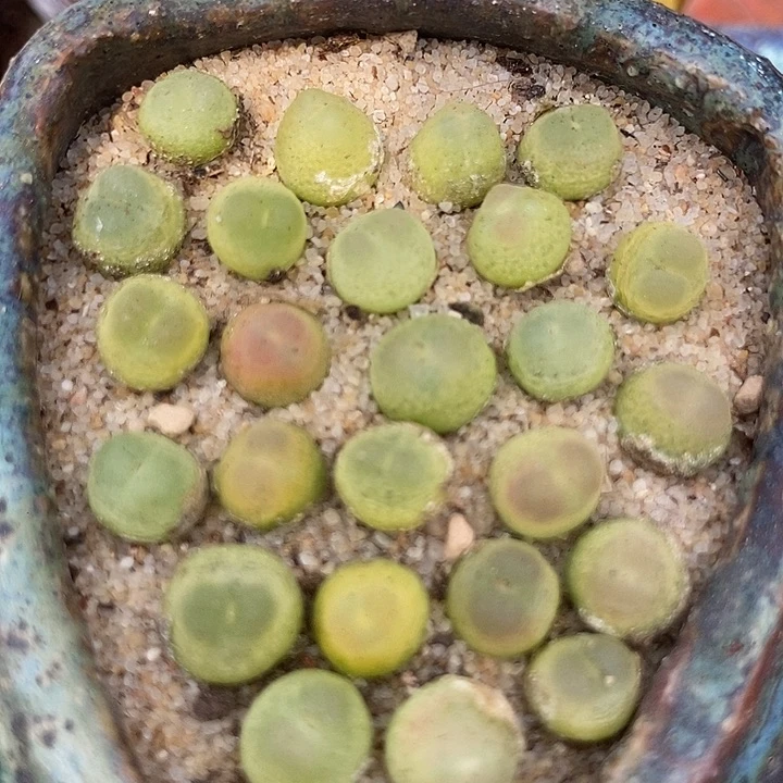 紫皮拉登一颗   0.6-0.8厘米